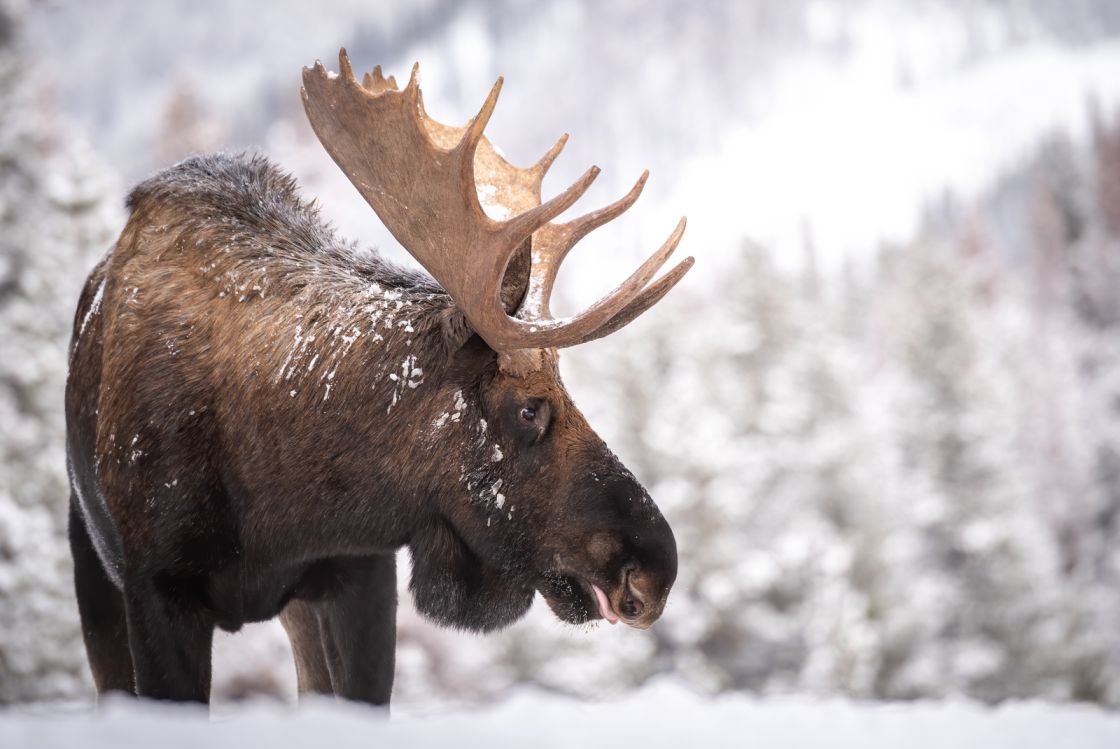 Moose in Jasper Canada in the snow