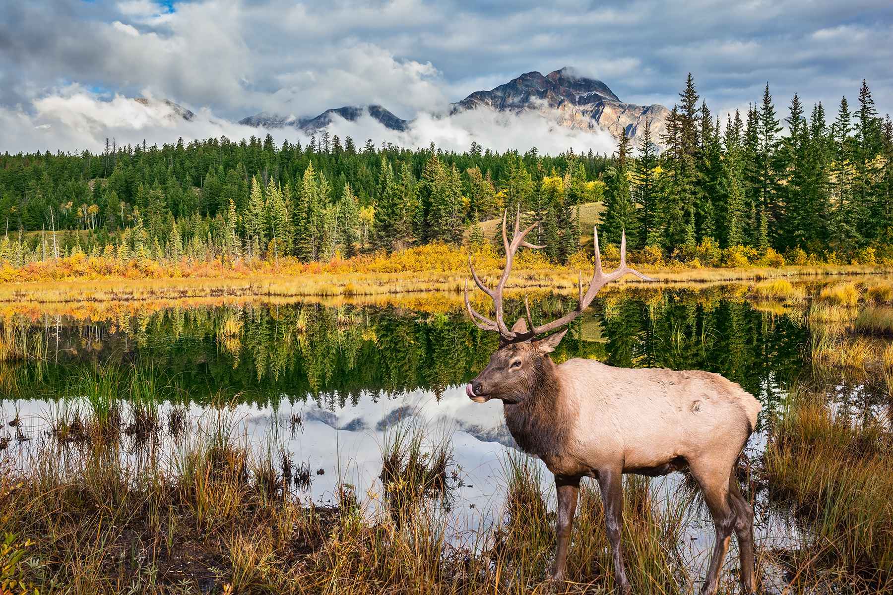 Stag in Jasper National Park, Alberta