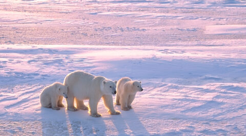 Polar Bears in the Canadian Arctic