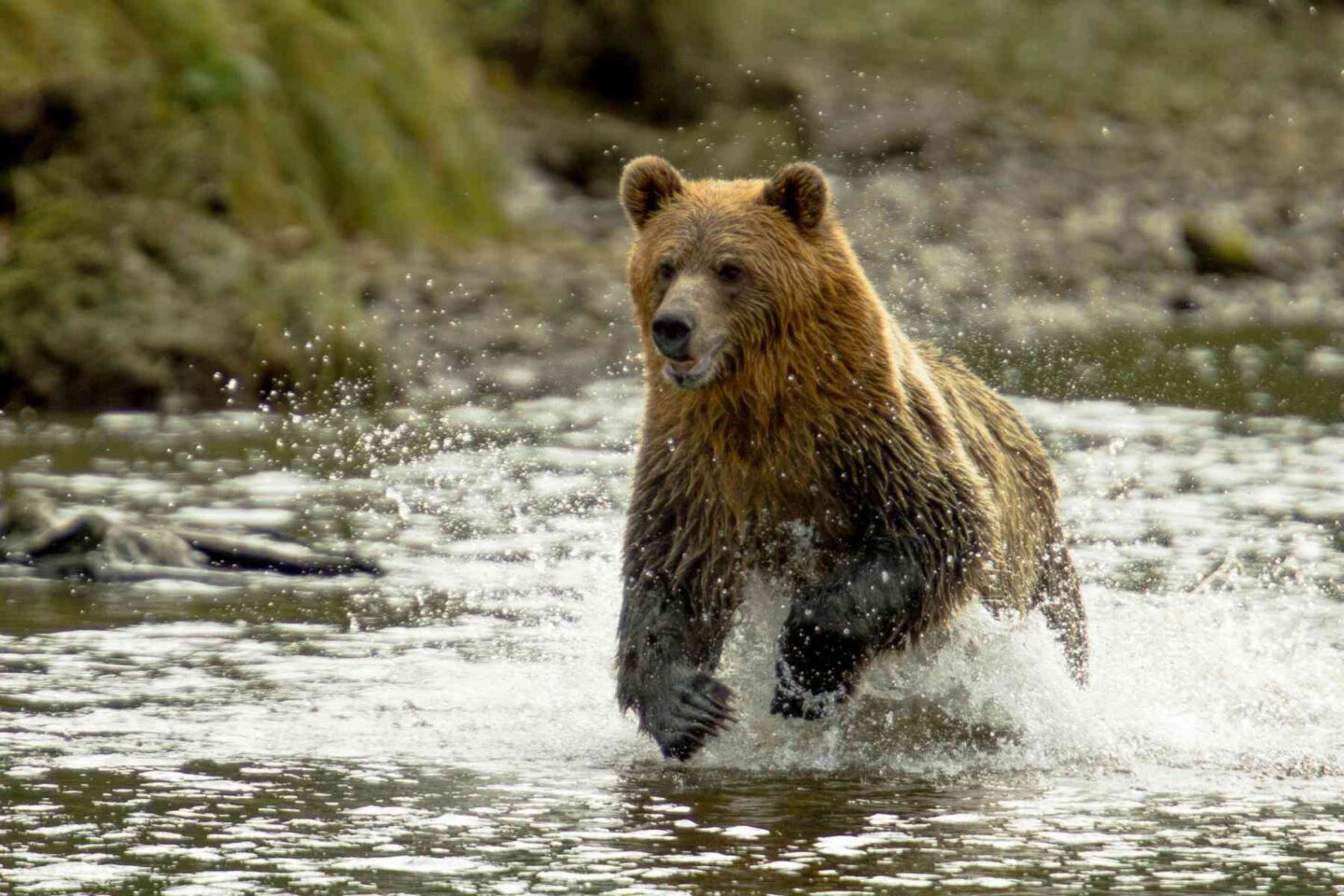 Grizzly bear running through a river at Knight Inlet, BC