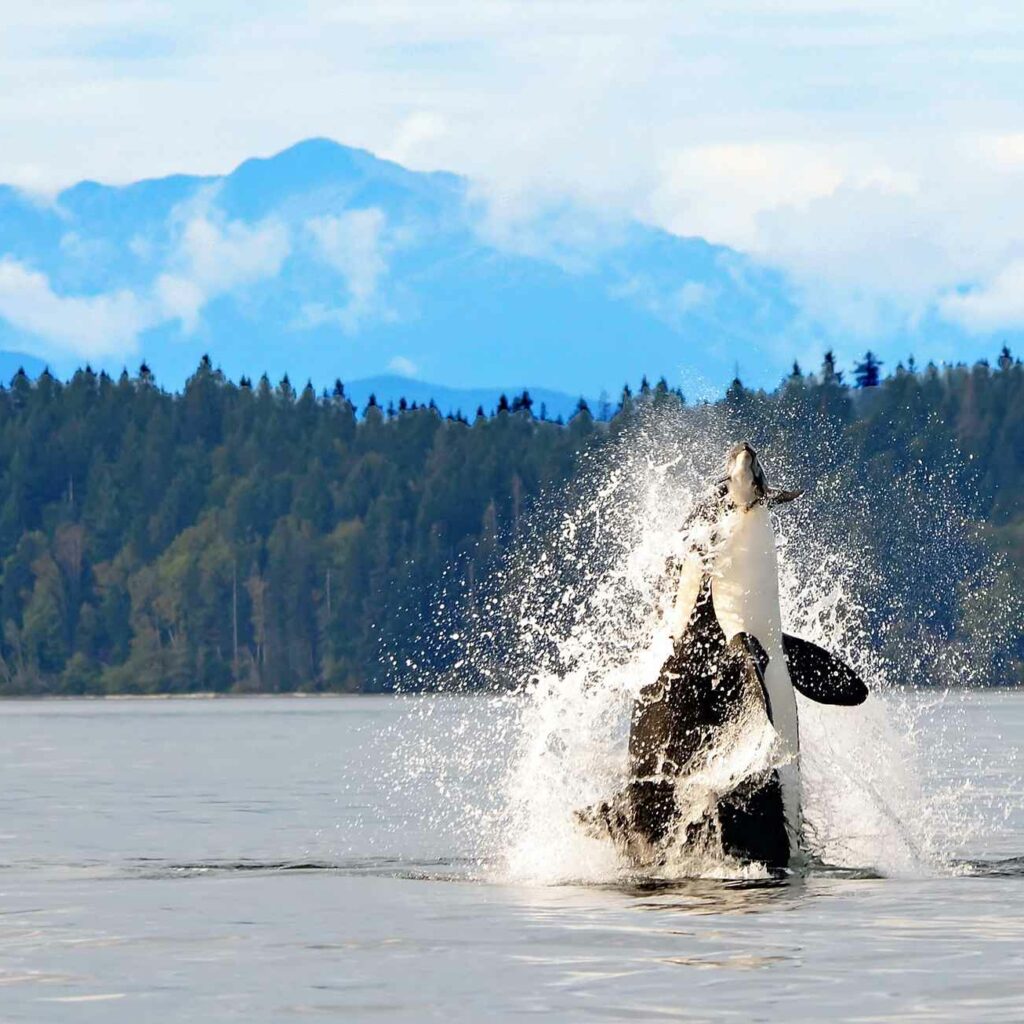 Orca breaching in Campbell River