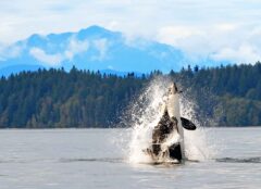 Orca breaching in Campbell River