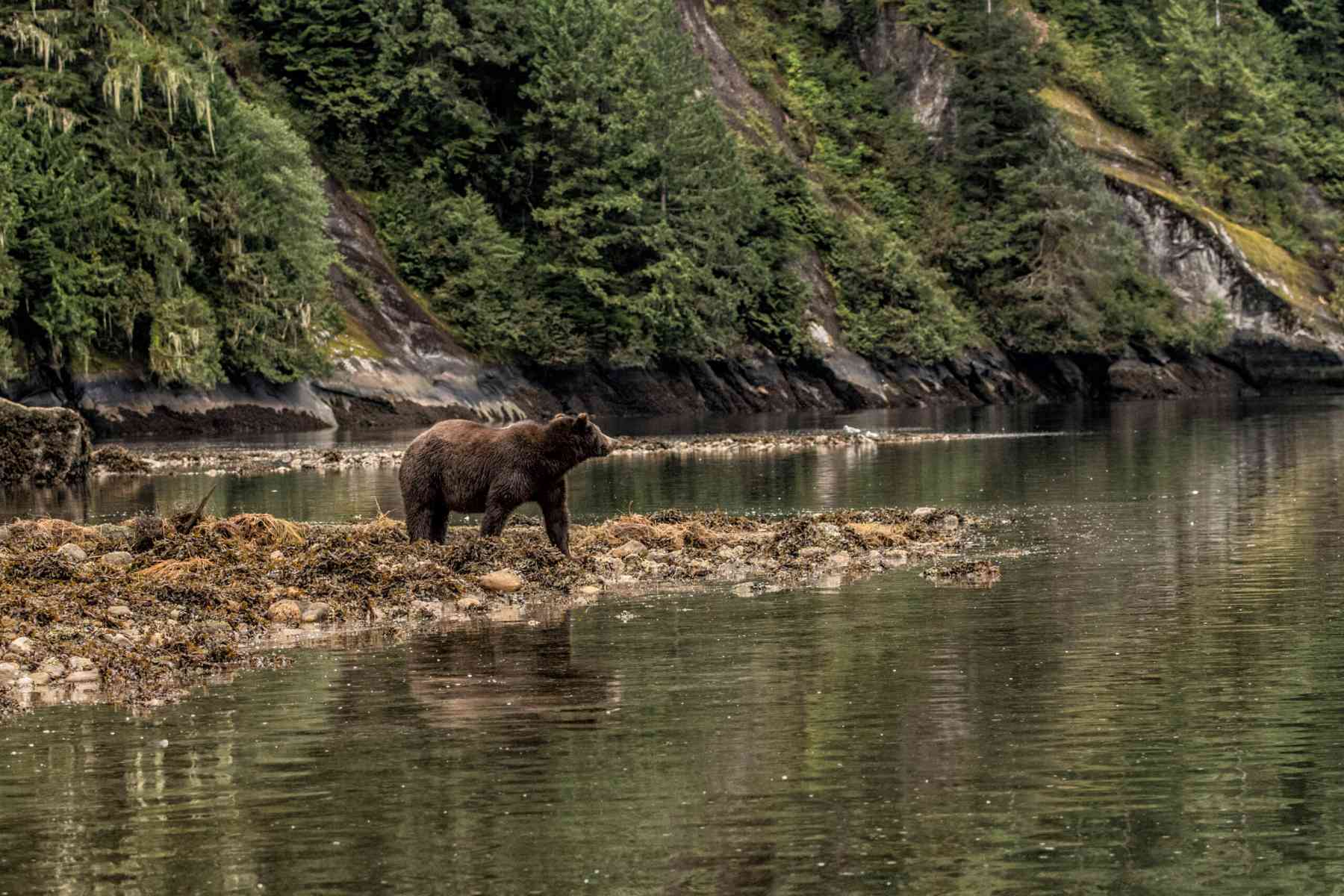 Brown Bear