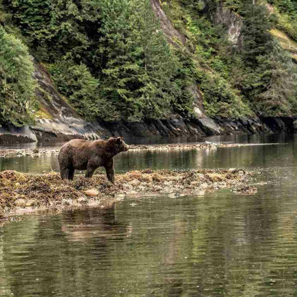 Grizzly Bear Great Bear Rainforest