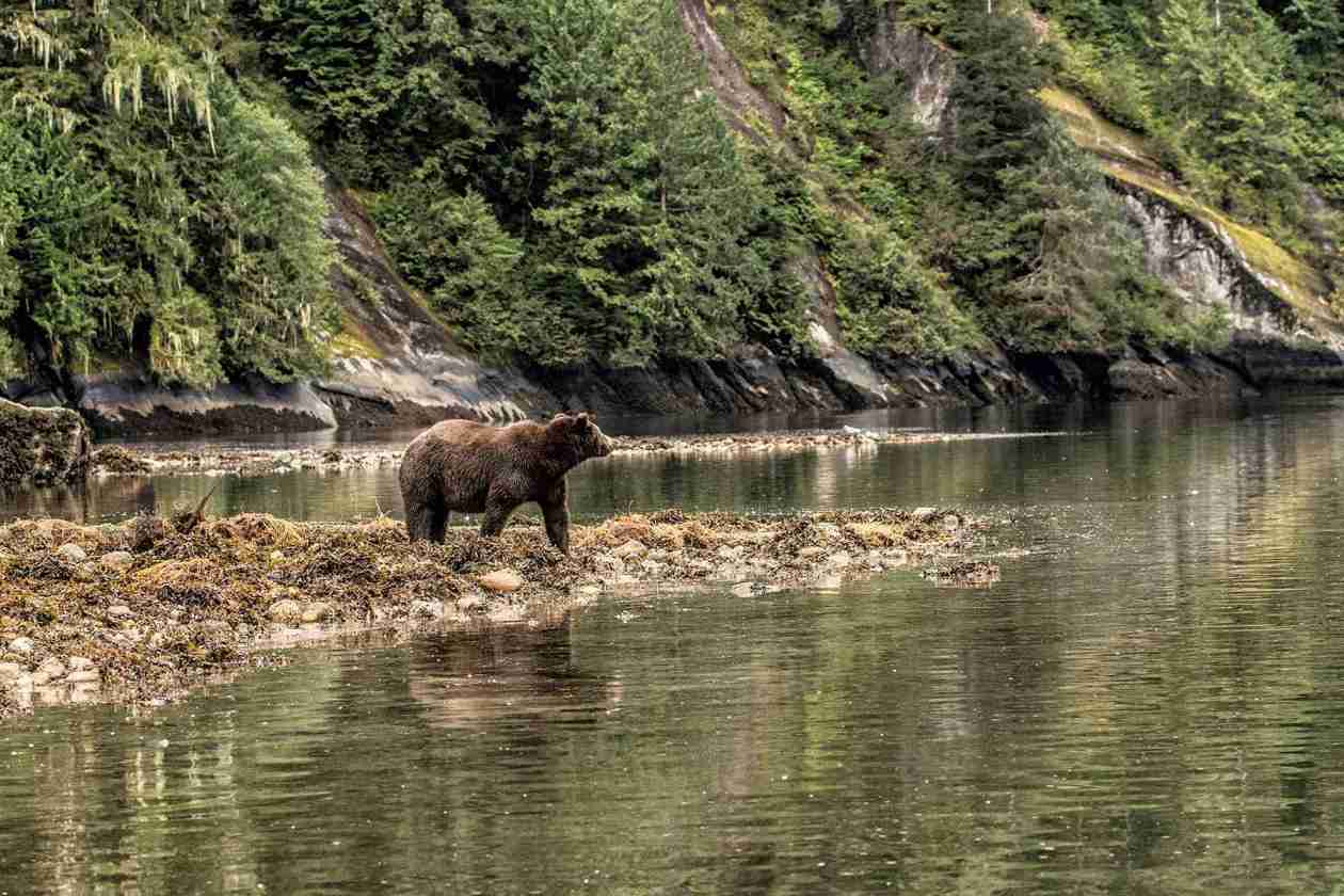 Grizzly Bear Great Bear Rainforest