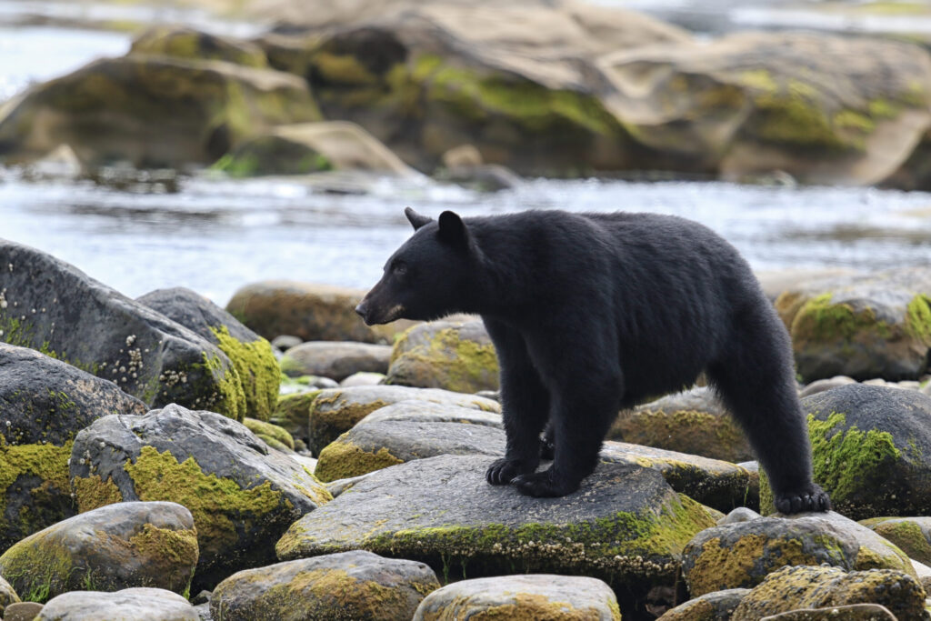 CAN_BC_VancouverIsland_BlackBear_shutterstock_668672593