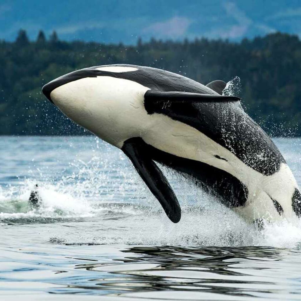 Orca Vancouver Island