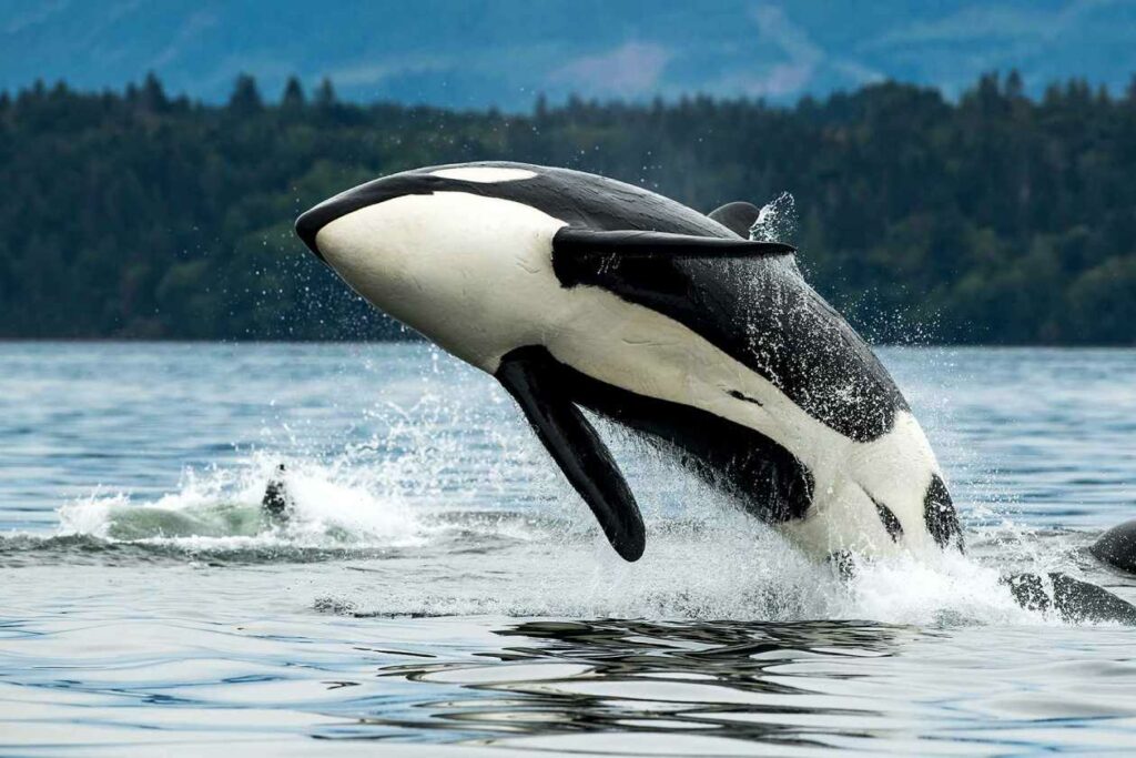 Orca Vancouver Island