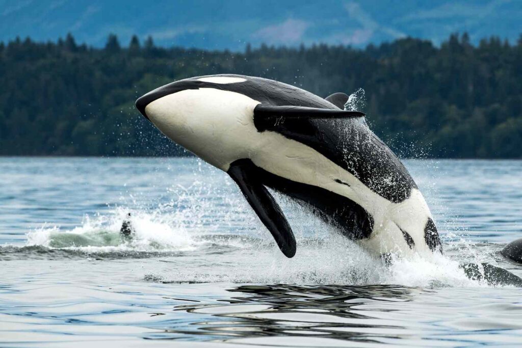 A Bigg's orca whale jumping out of the sea in Vancouver Island, Canada