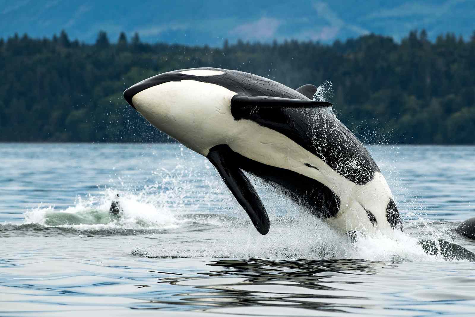 Killer whale