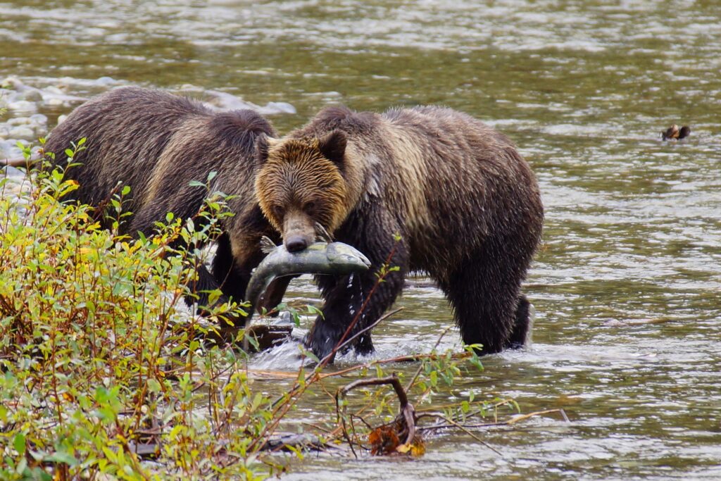 Grizzly bears eating salmon