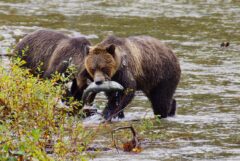 Grizzly bears eating salmon