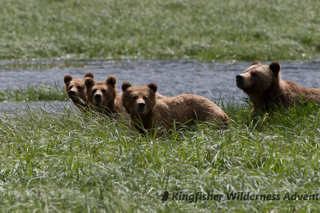 CAN_British Columbia _Great Bear Rainforest _Kingfisher Wilderness Resort_Bears