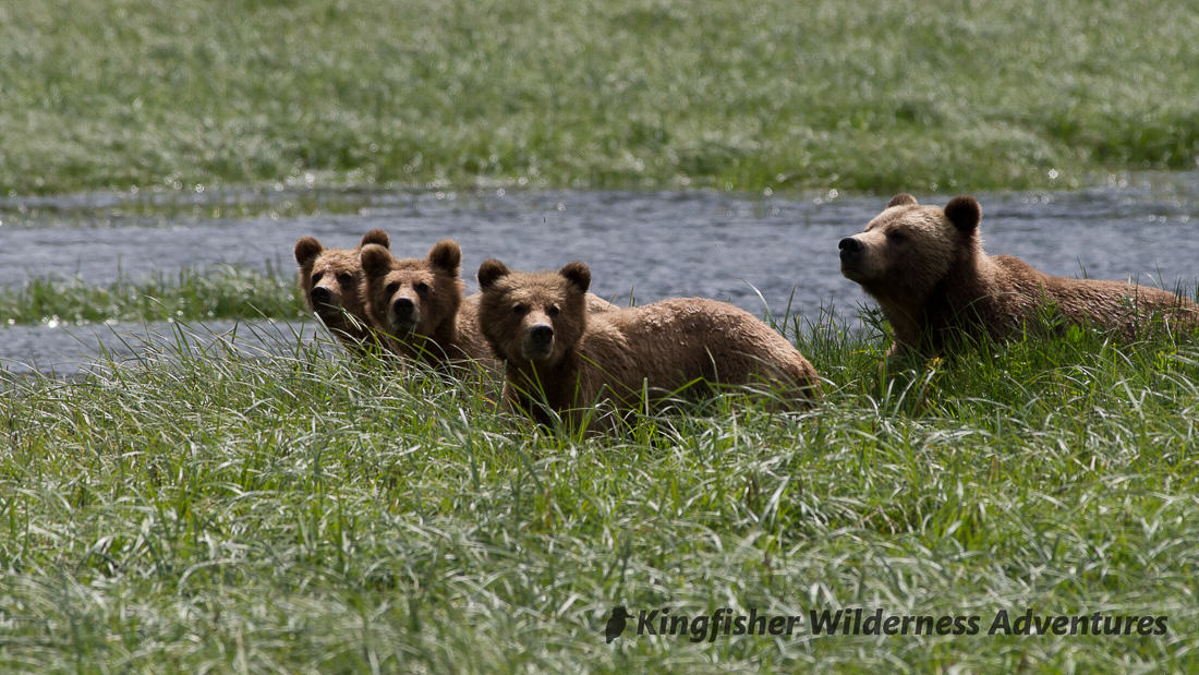 CAN_British Columbia _Great Bear Rainforest _Kingfisher Wilderness Resort_Bears