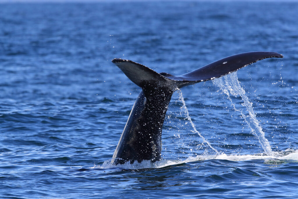 A Humpback Whale Dives Near Vancouver Island