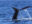 A Humpback Whale Dives Near Vancouver Island