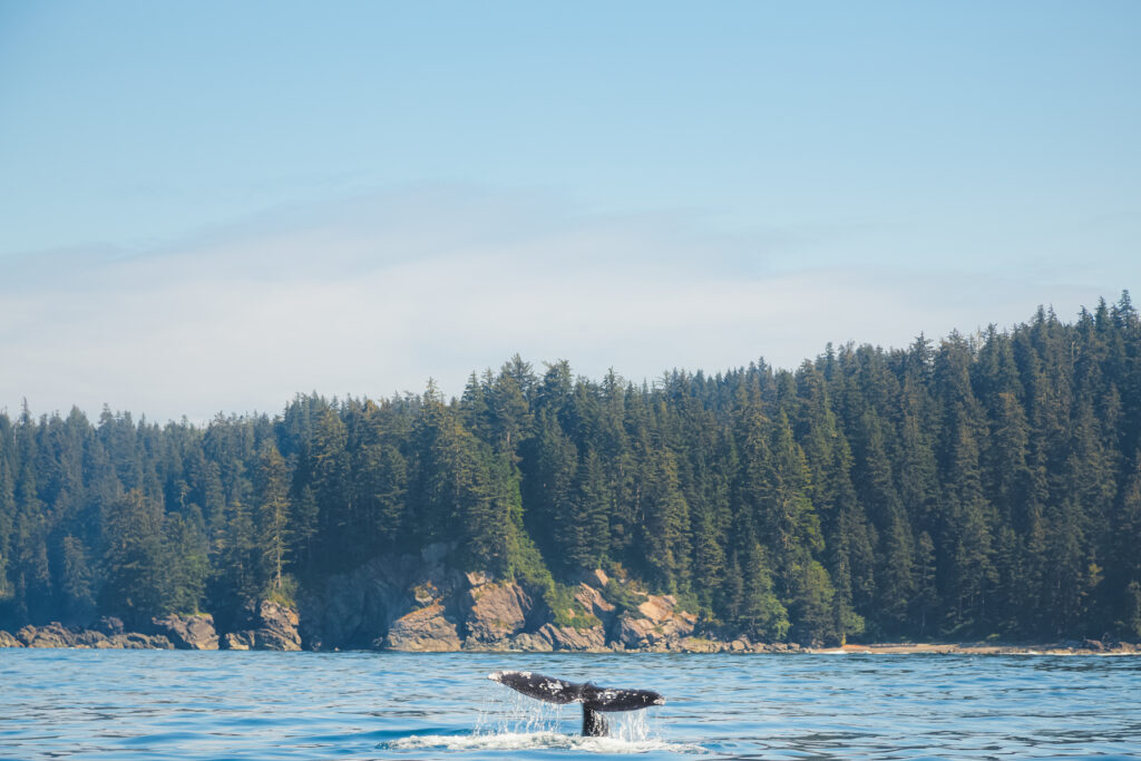 The tail fluke of a Whale (Eschrichtius robustus) splashes in open ocean water off the wilderness coast of Vancouver Island, BC, Canada