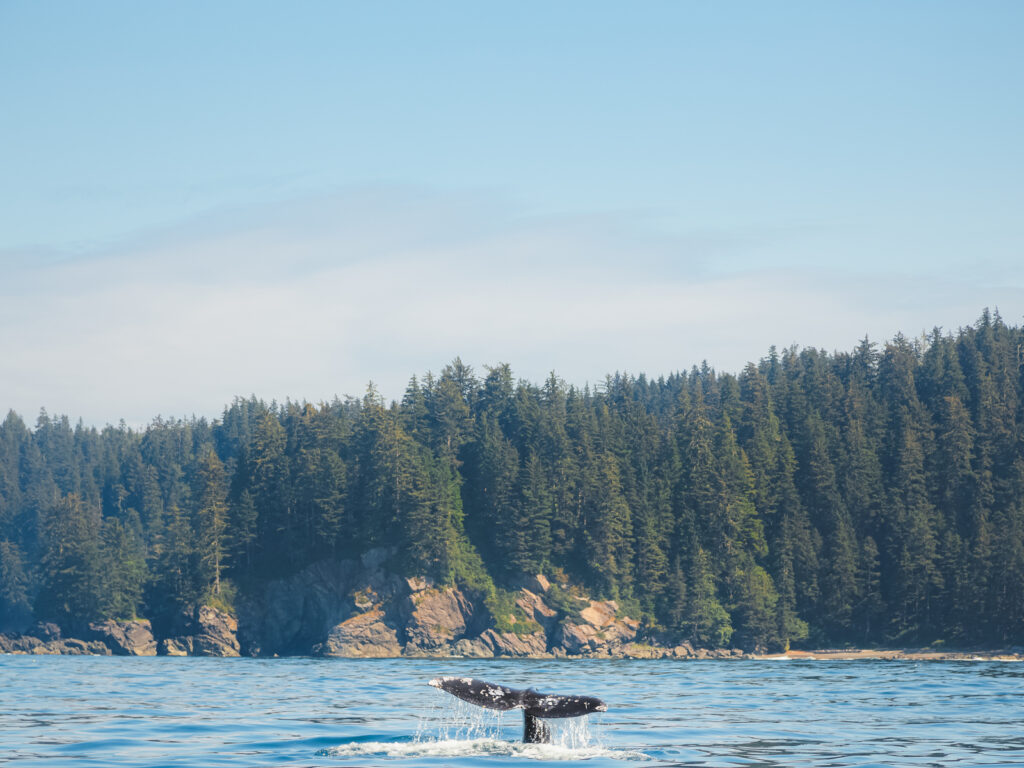 The tail fluke of a Whale (Eschrichtius robustus) splashes in open ocean water off the wilderness coast of Vancouver Island, BC, Canada