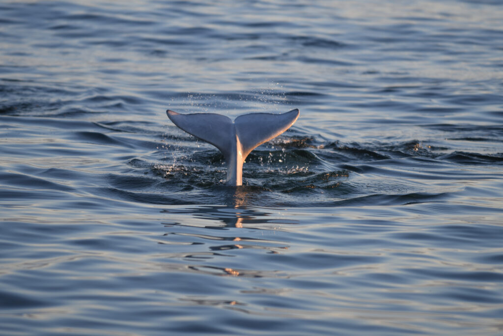 beluga whales in Churchill manitoba Canada