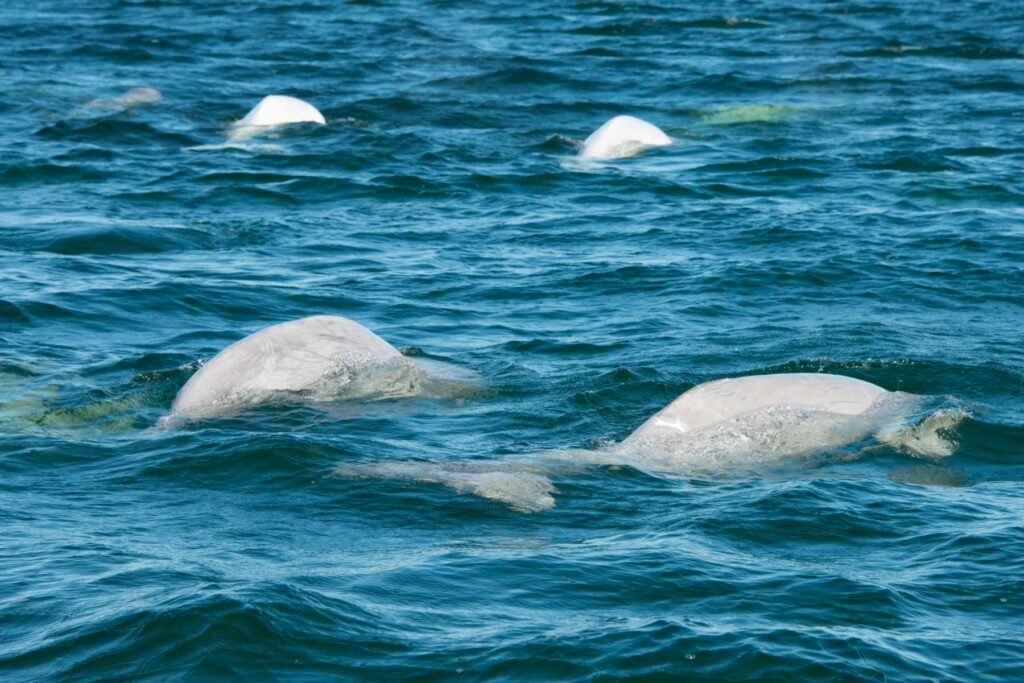 Wild beluga whales in Churchill River Estuary