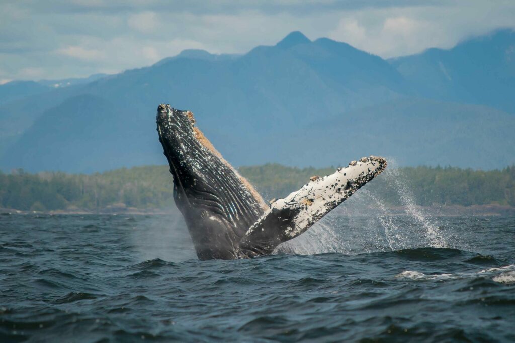 Humpback Whale