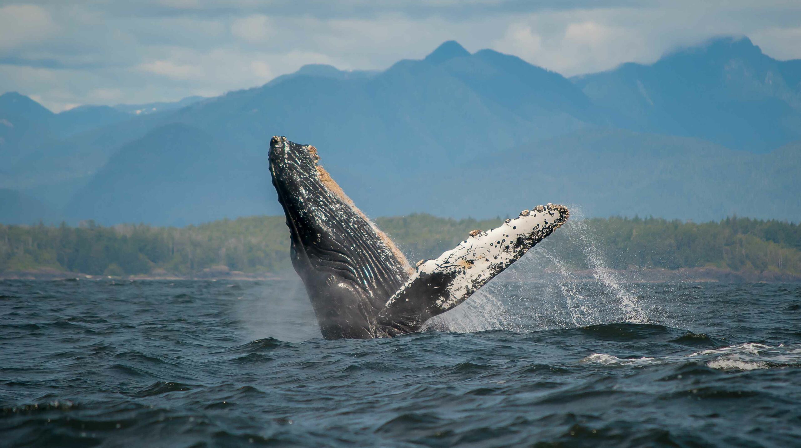 Humpback Whale