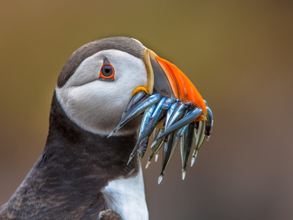 Puffin (Fratercula arctica) with beek full of eels on its way to nesting burrow in breeding colony