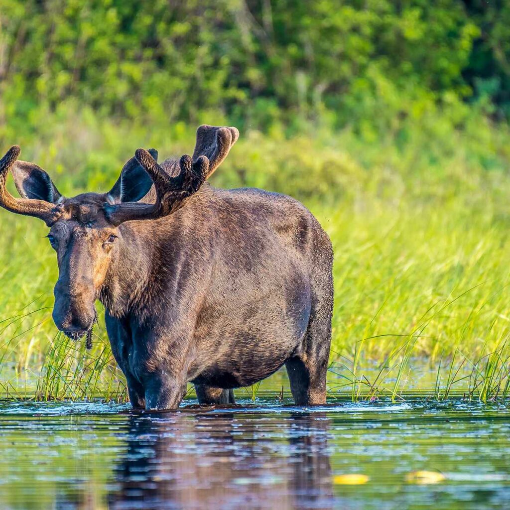 Bull Moose in Ontario