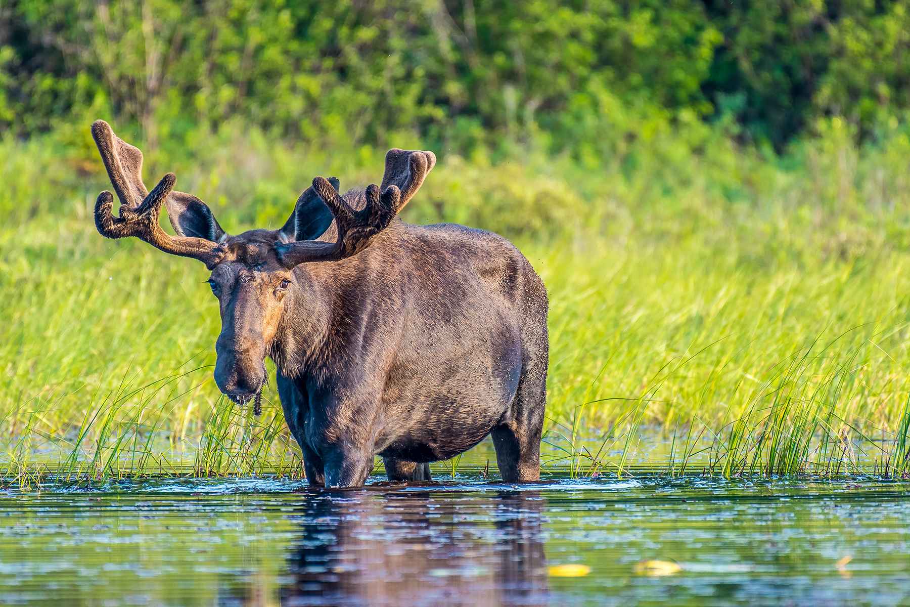 Bull Moose in Ontario