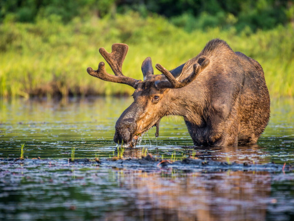 Moose grazing in Lake Opeongo, Hailstorm Creek Nature Reserve