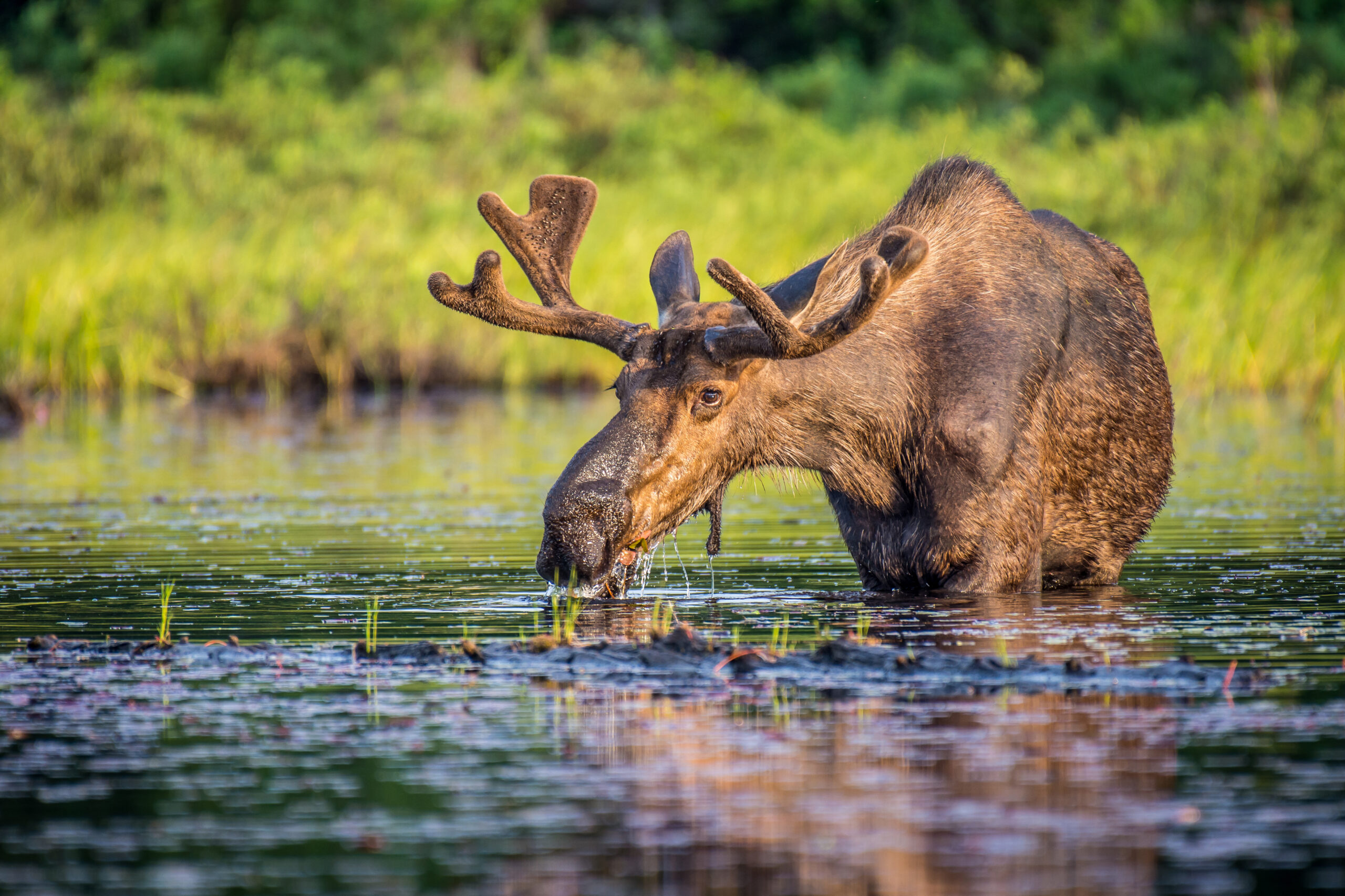 Moose grazing in Lake Opeongo, Hailstorm Creek Nature Reserve