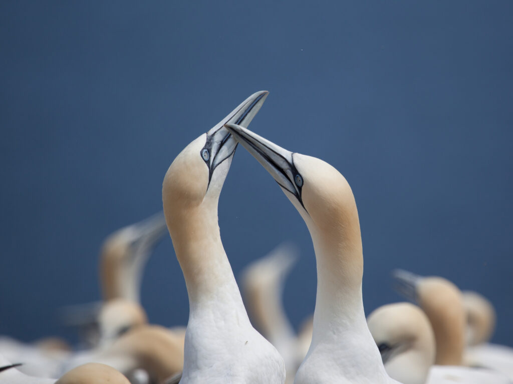 Northern Gannet on Bonaventure Island near to Perce