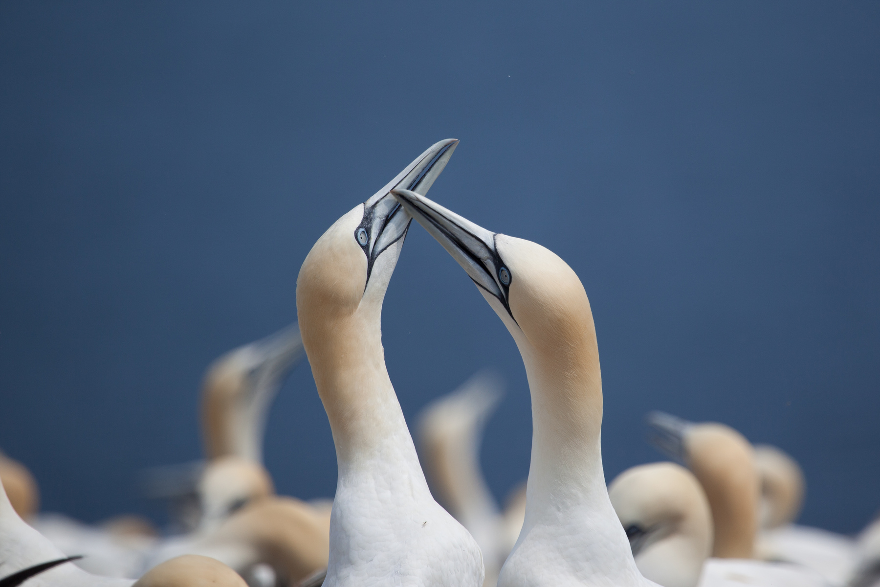 Northern Gannet on Bonaventure Island near to Perce