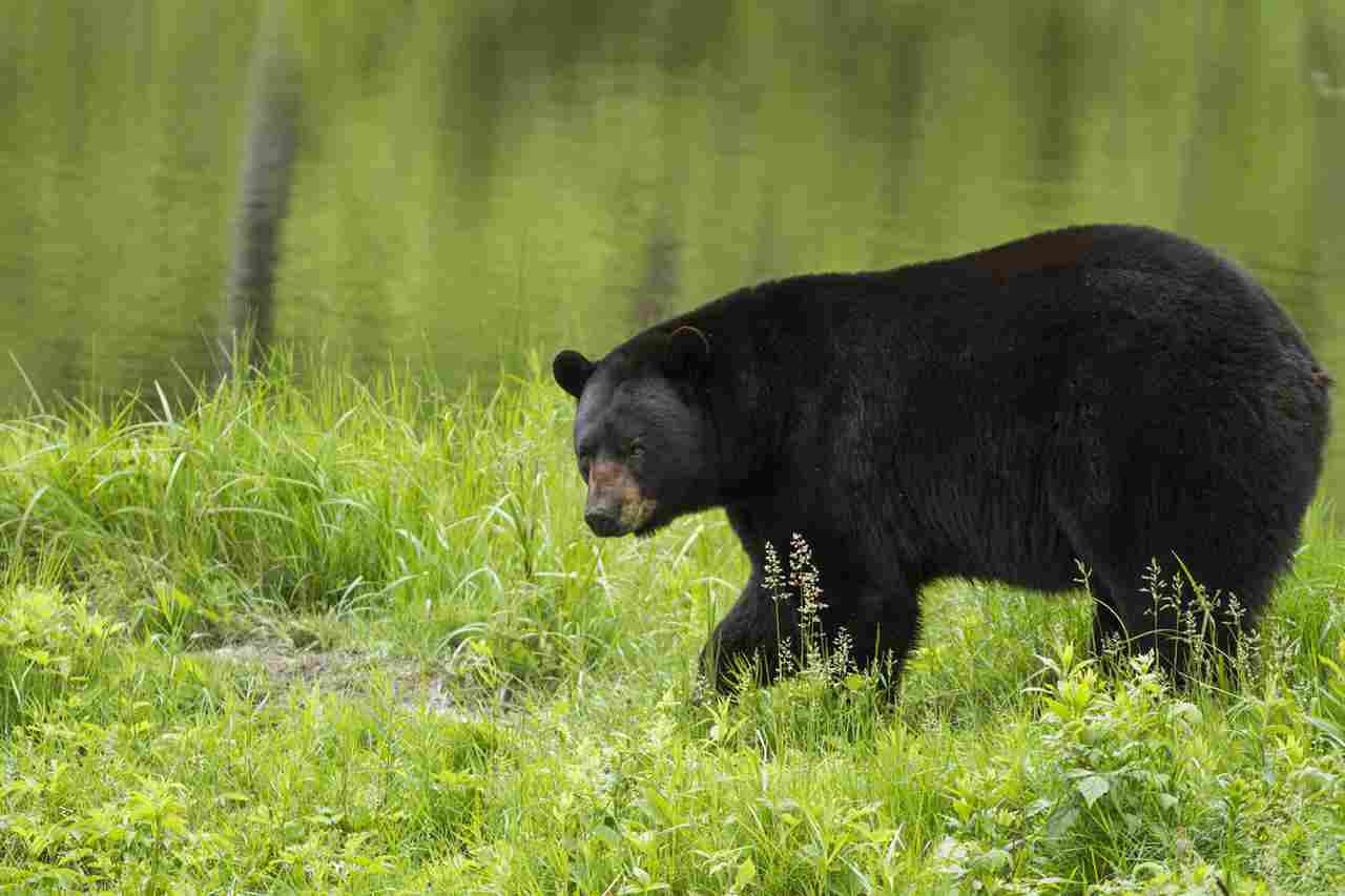 Brown Bear