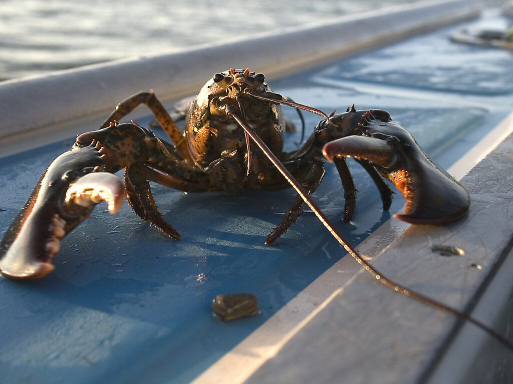 Lobster on a boat