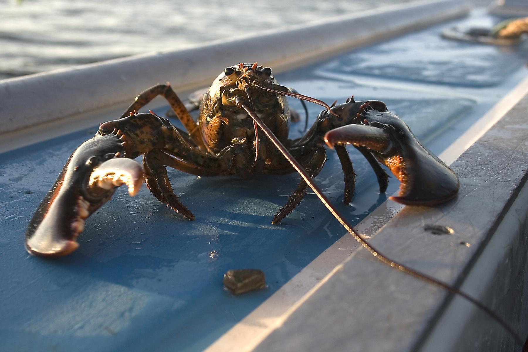 Lobster on a boat