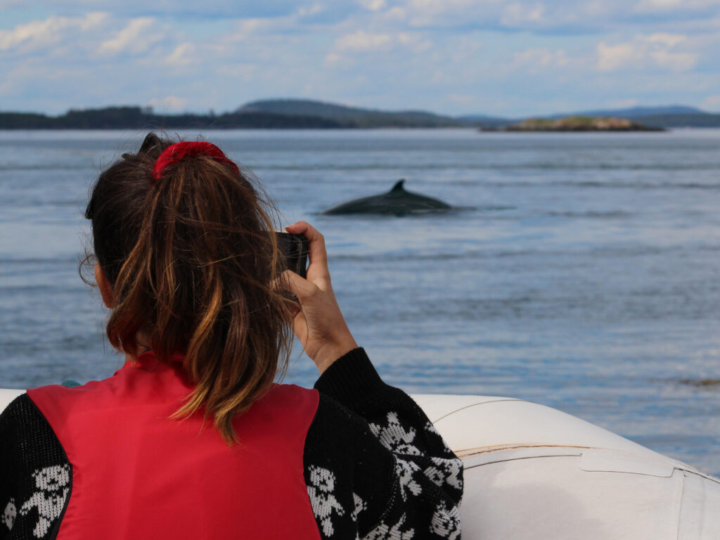 Young girl takes a photo of a Minke whale on the Bay of Fundy, New Brunswick, Canada