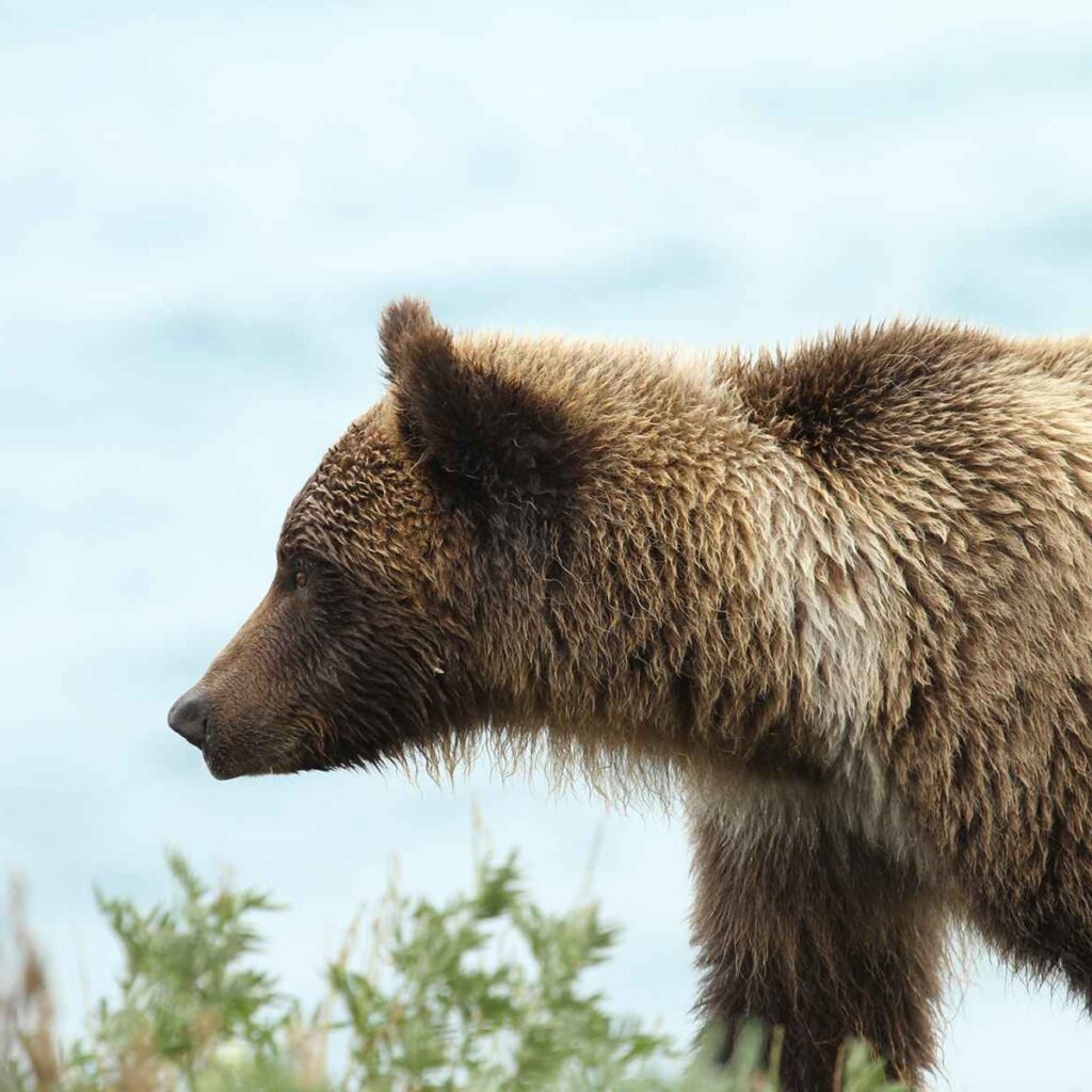 Grizzly in Kluane National Park