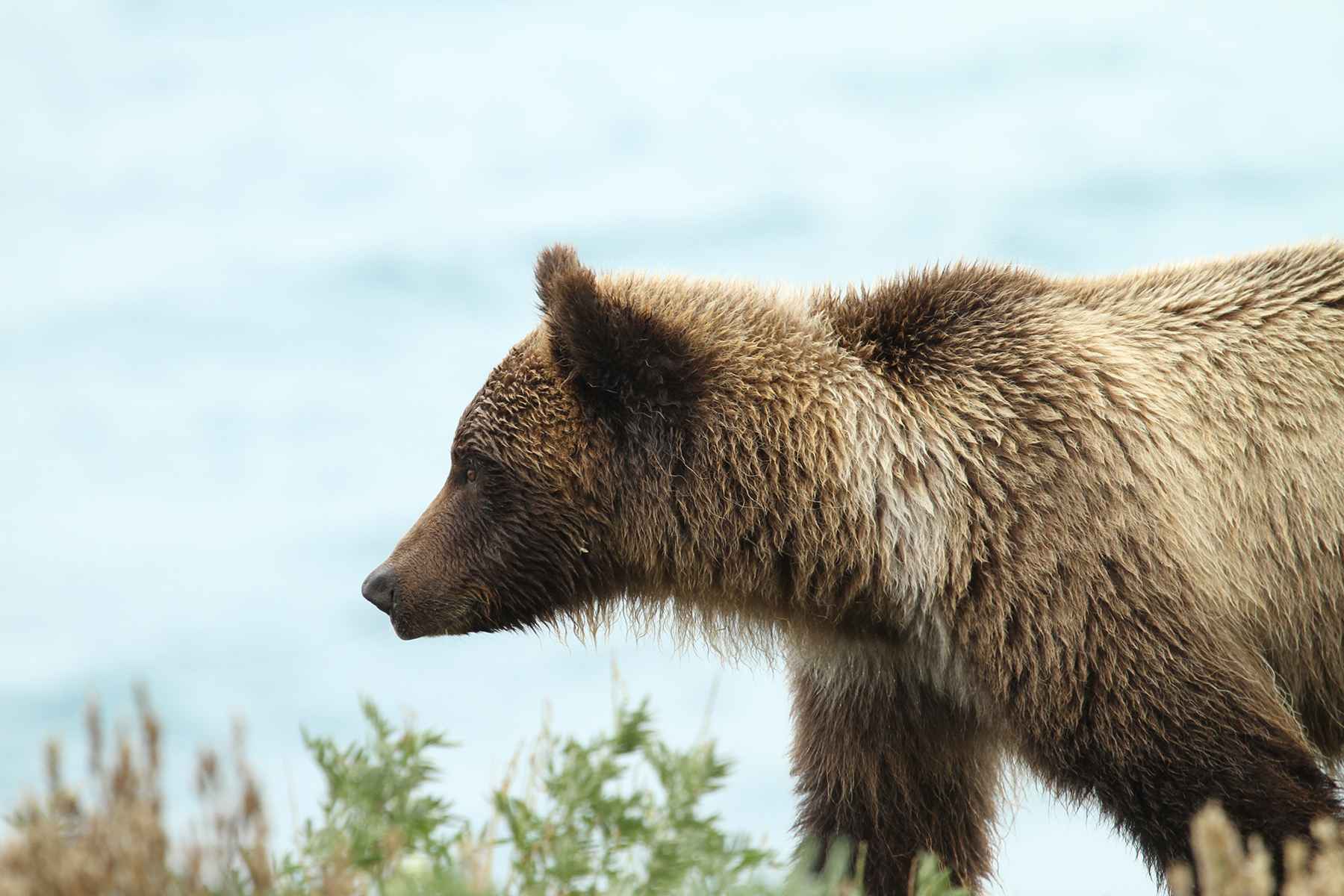 Grizzly in Kluane National Park