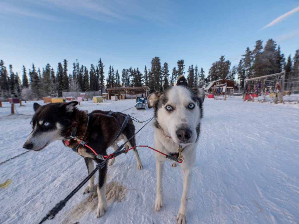 Dog sledding in the Yukon Territory, Canada.