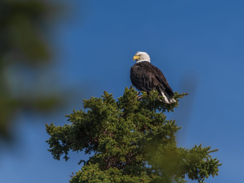 Bald eagle perched atop a spruce tree in summertime with bright blue sky background