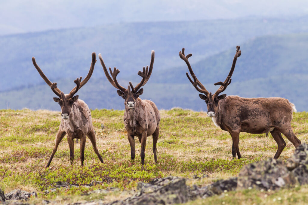 Bull Caribou on alpine tundra in the Yukon, Canada