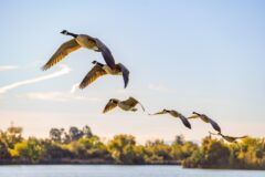 Flock of Canadian Geese