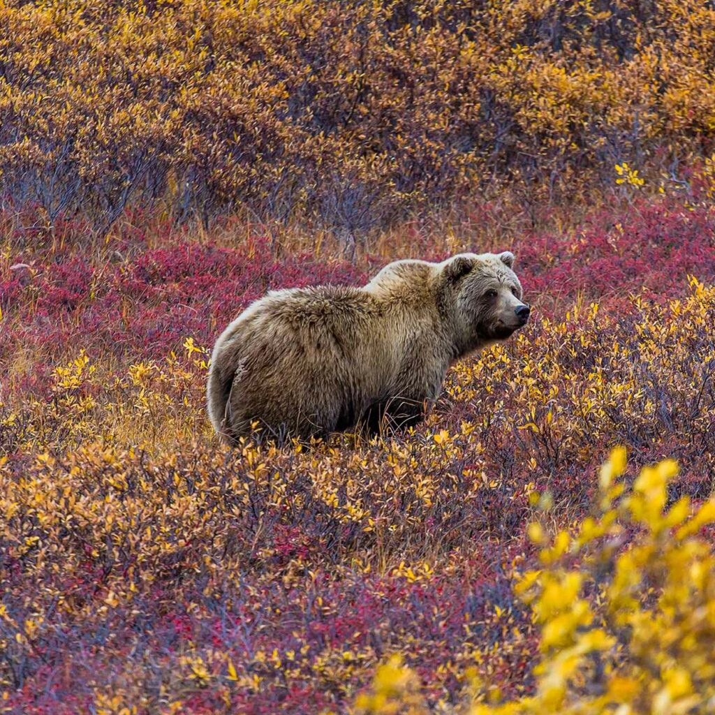 Grizzly bear denali National Park