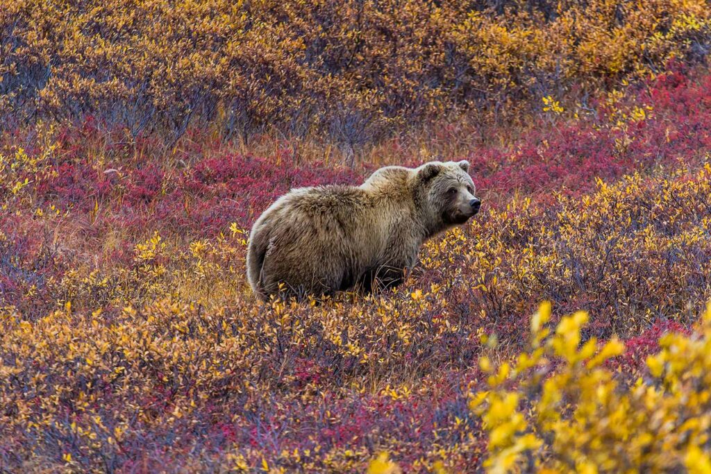 Grizzly bear denali National Park