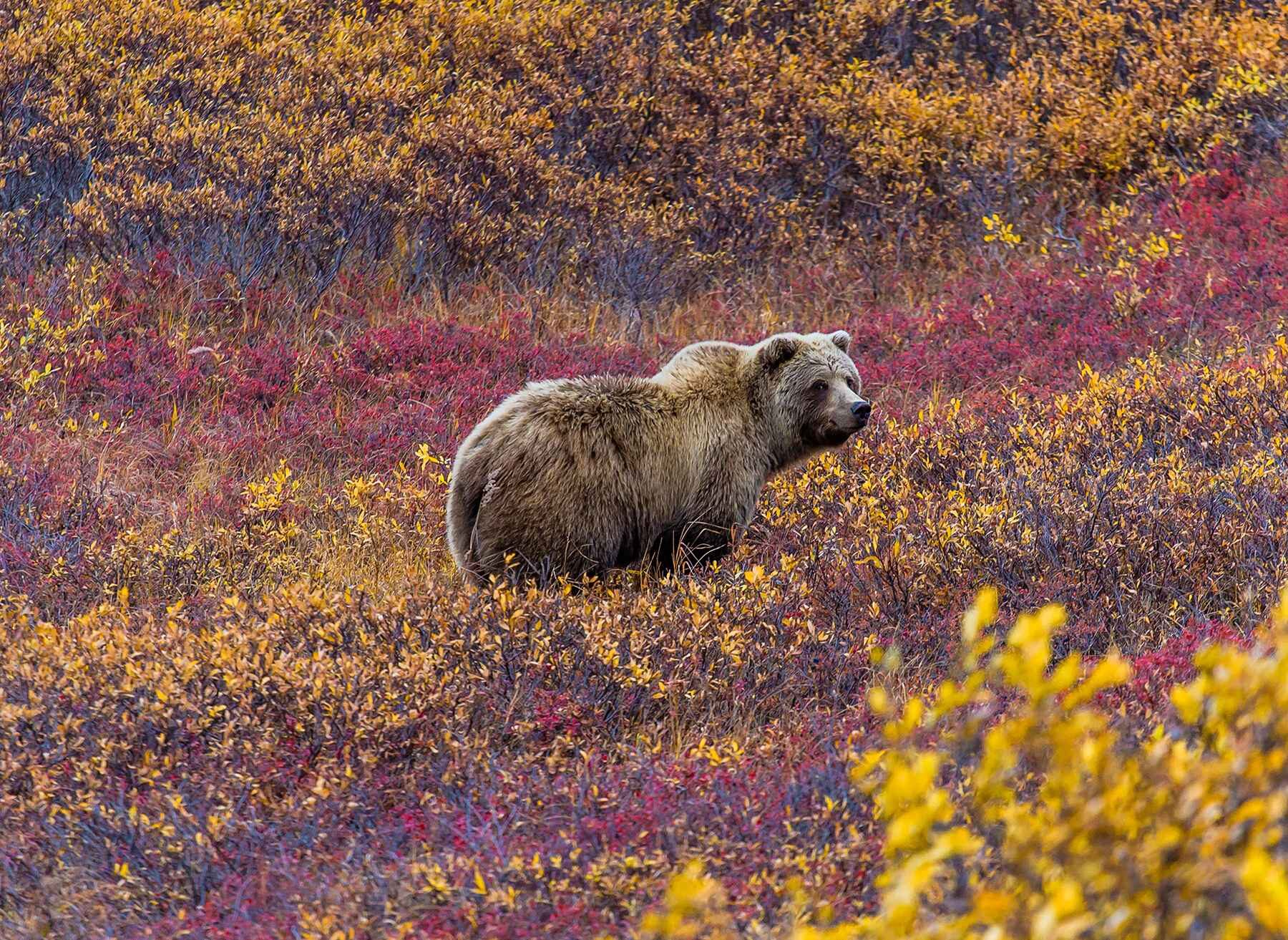 Grizzly bear denali National Park