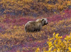 Grizzly bear denali National Park