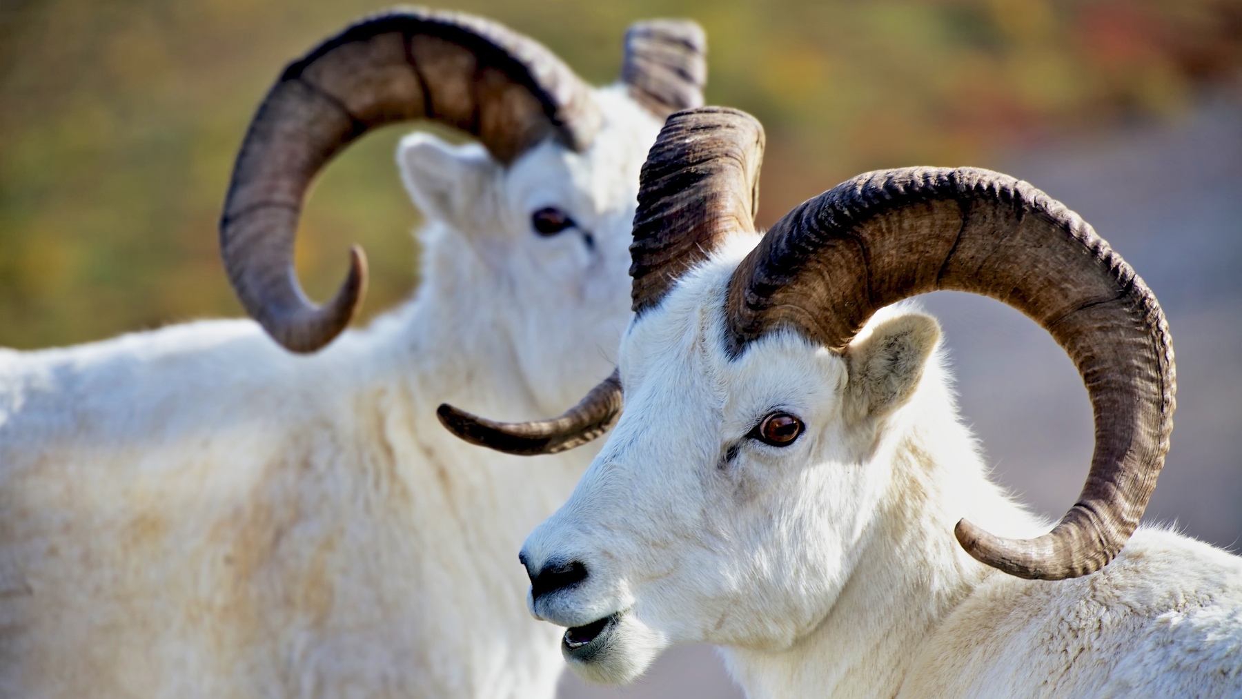 Two Dall's sheep in Denali national Park Alaska