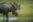 A Bull Moose wades into a pond to feed on aquatic grasses