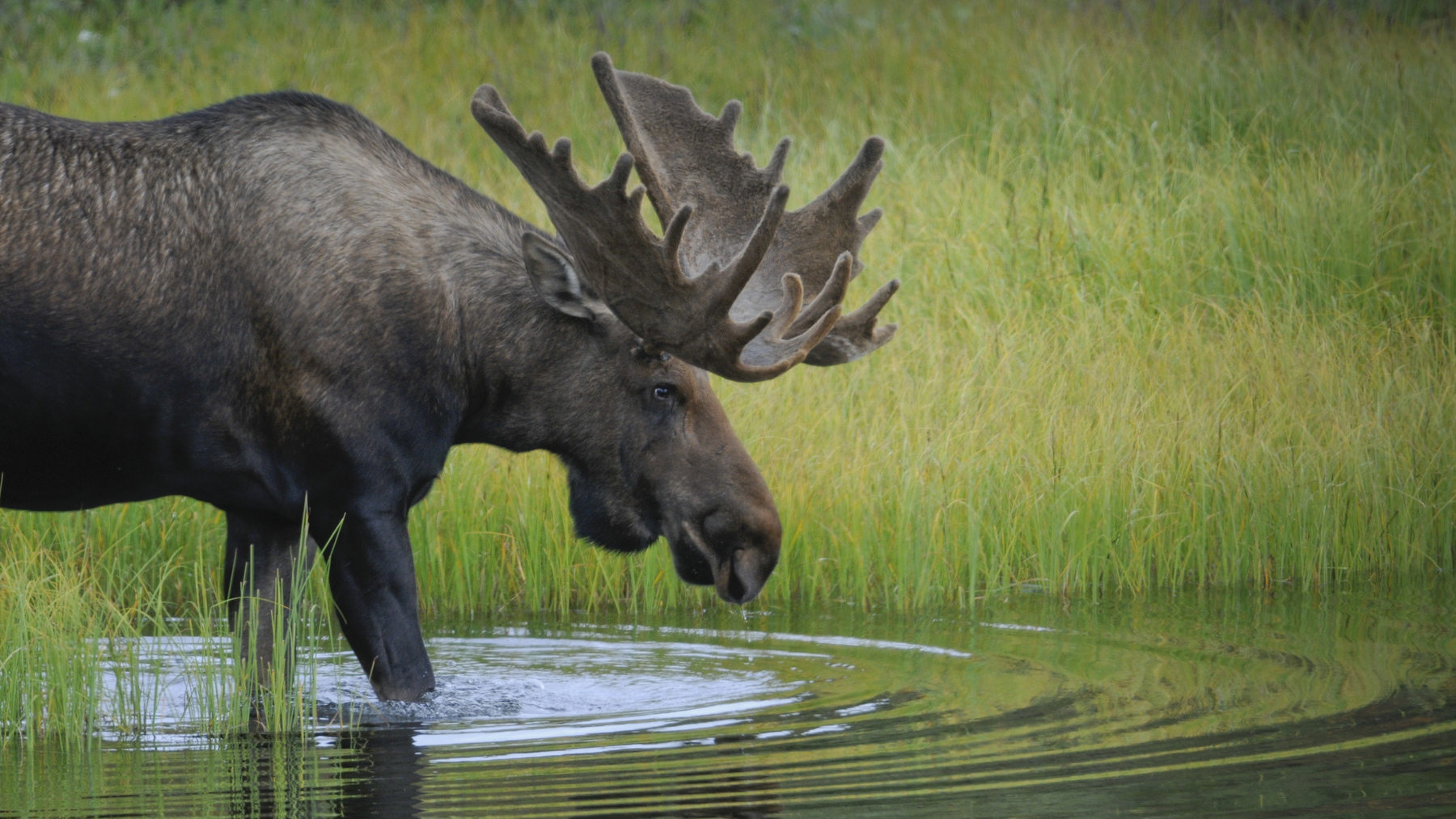 A Bull Moose wades into a pond to feed on aquatic grasses